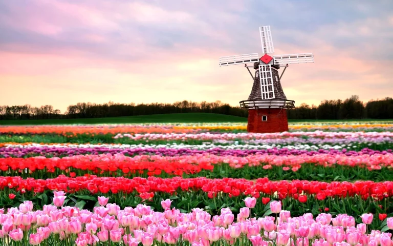Tulips
