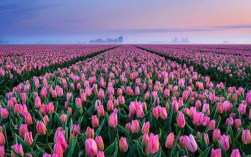 Tulip flower fields in the Netherlands