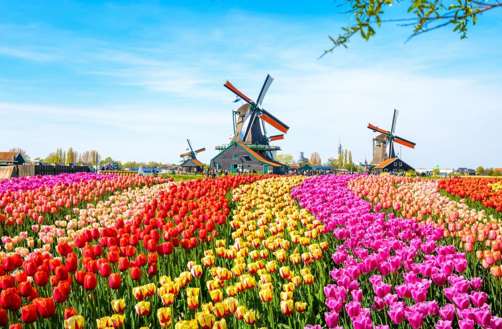 Tulip flower fields