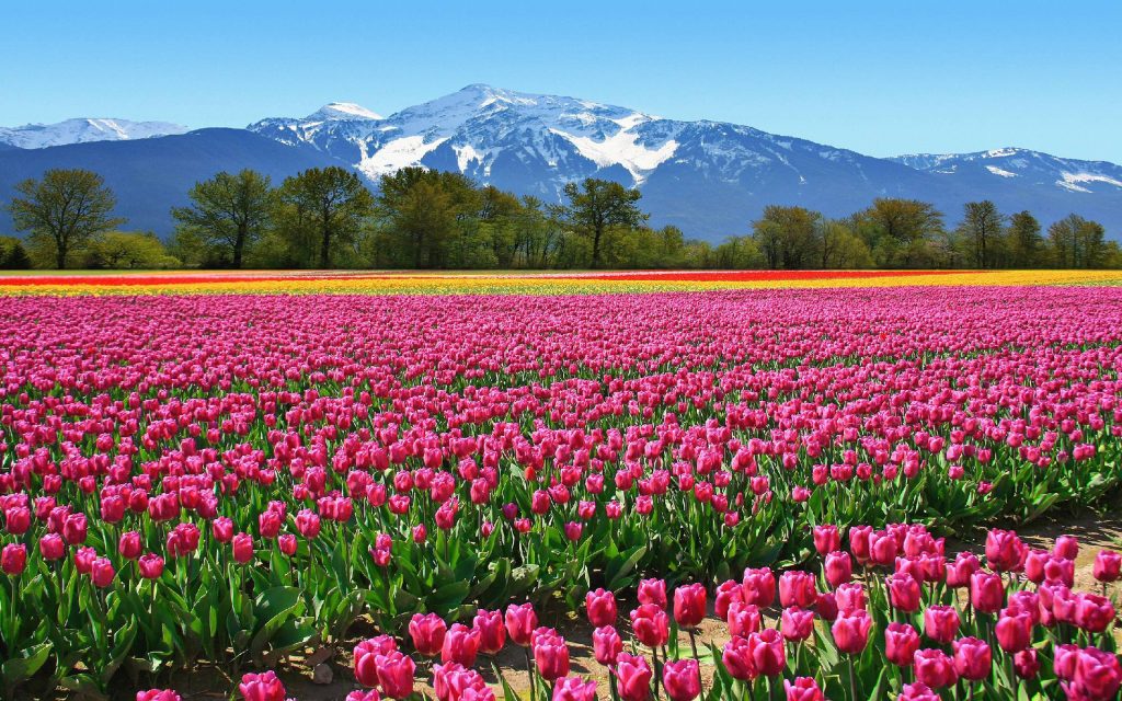 Tulip flower fields in the Netherlands