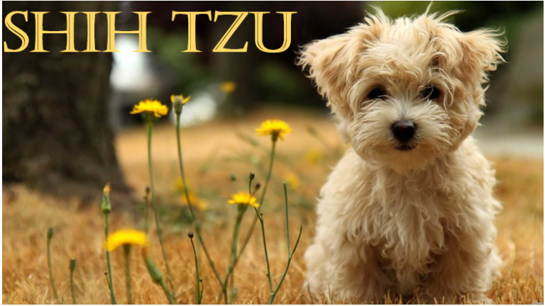shih tzu