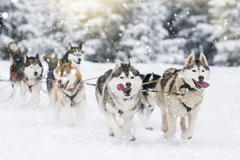 Siberian Husky