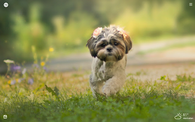 shih tzu