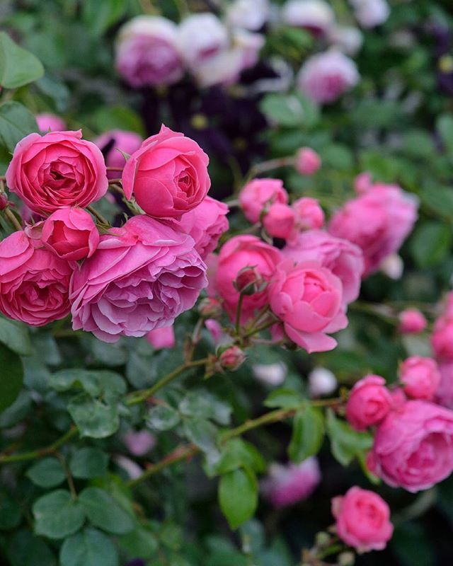 roses
