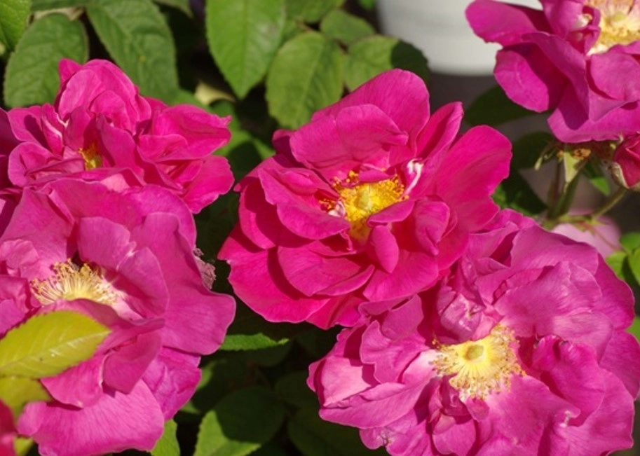 roses